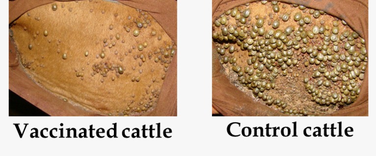 Vaccinated cattle versus control cattle